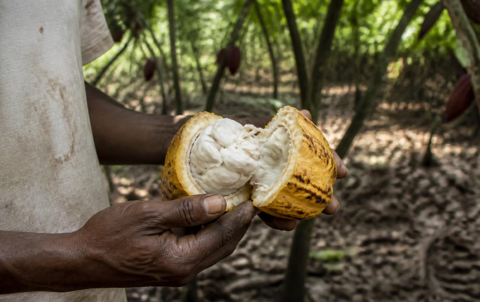 Mãos de agricultor segurando um cacau aberto, com polpa branca à mostra, em sistema agroflorestal